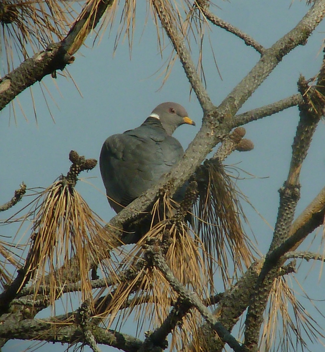 Band-tailed Pigeon - Daniel Casey