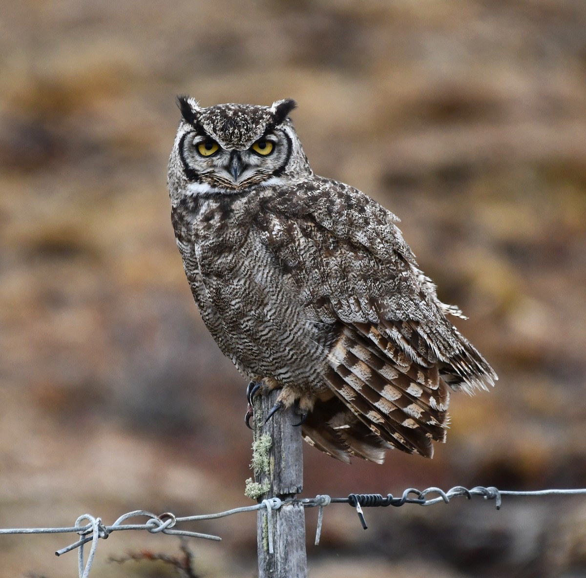 Lesser Horned Owl - Ricardo  Matus
