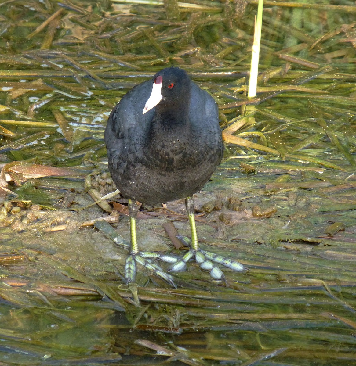 American Coot (Red-shielded) - ML26028741