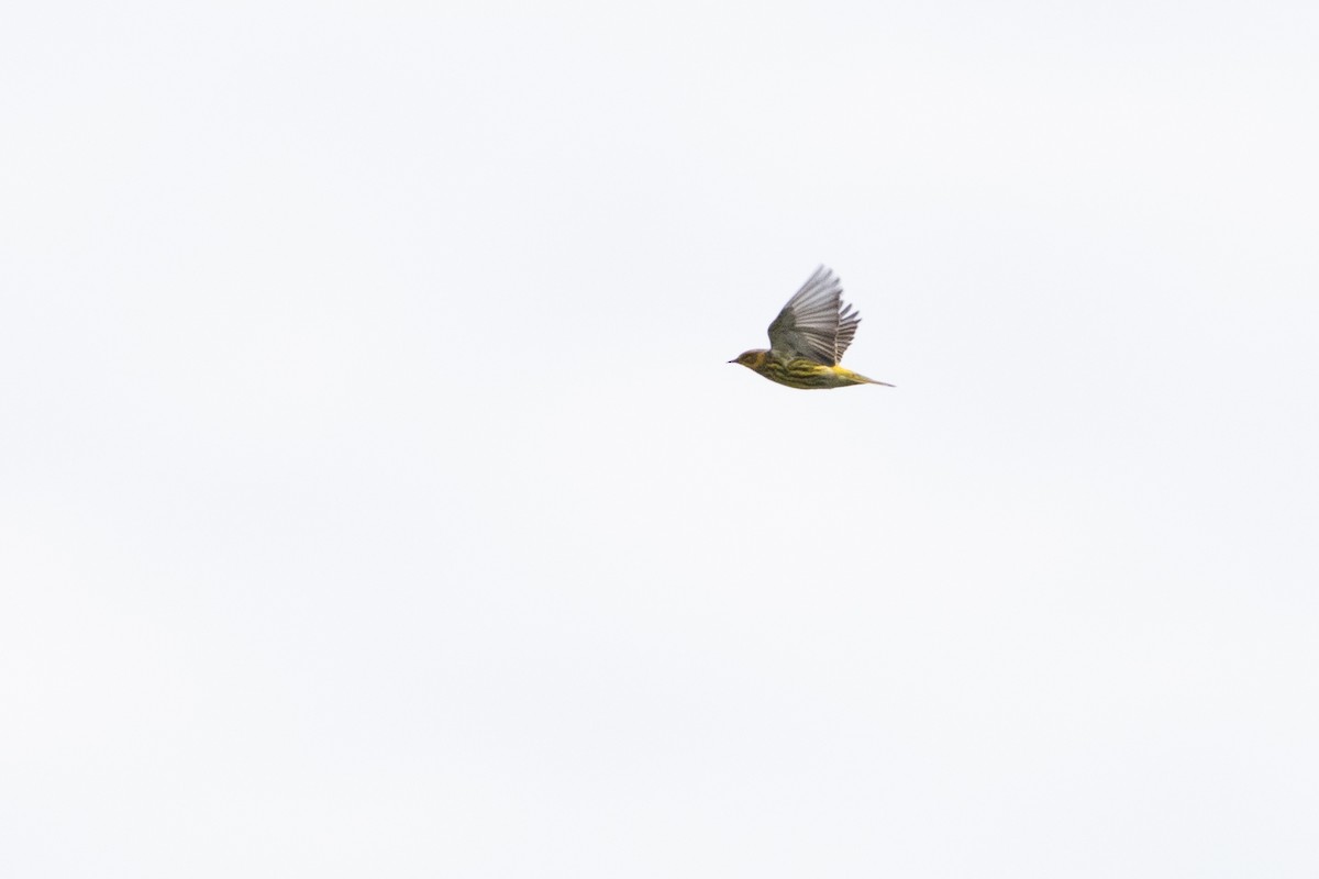 Cape May Warbler - Lucas Bobay