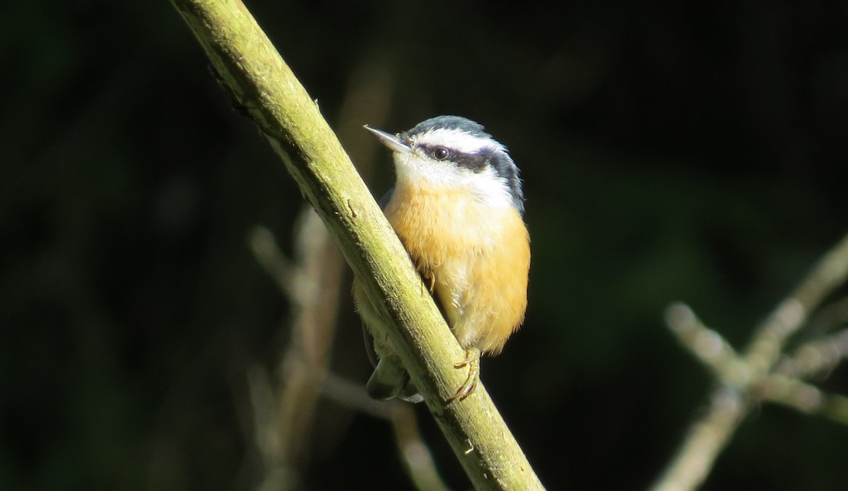 Red-breasted Nuthatch - Nick Bayly (SELVA)