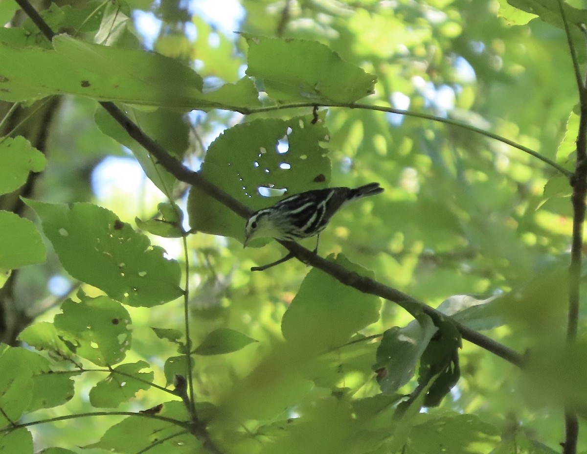Black-and-white Warbler - Jean Neely