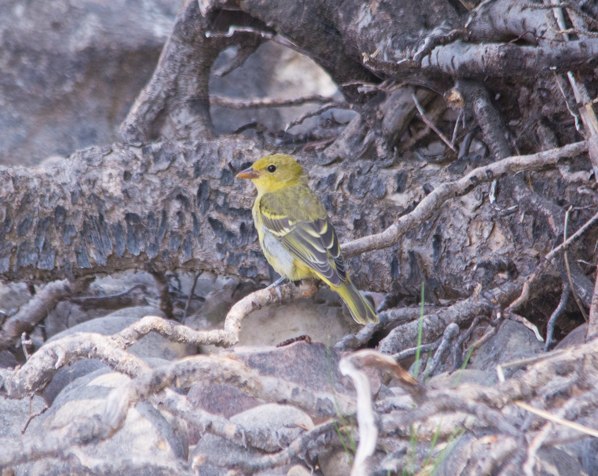 Western Tanager - ML260296961