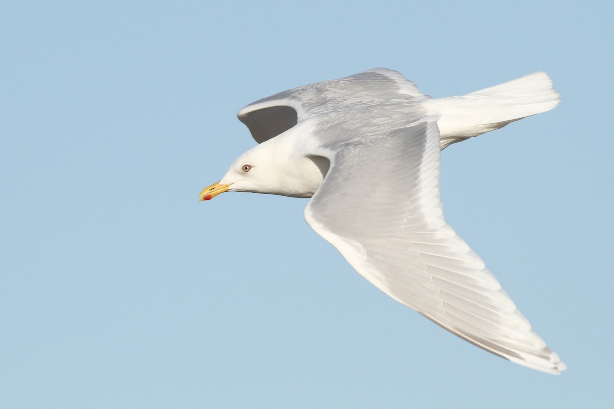 Iceland Gull (kumlieni) - ML26029901