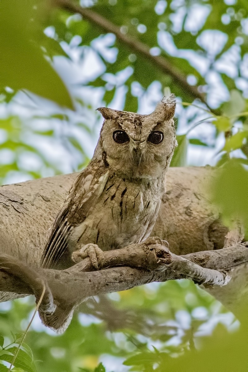 Indian Scops-Owl - Kavi Nanda