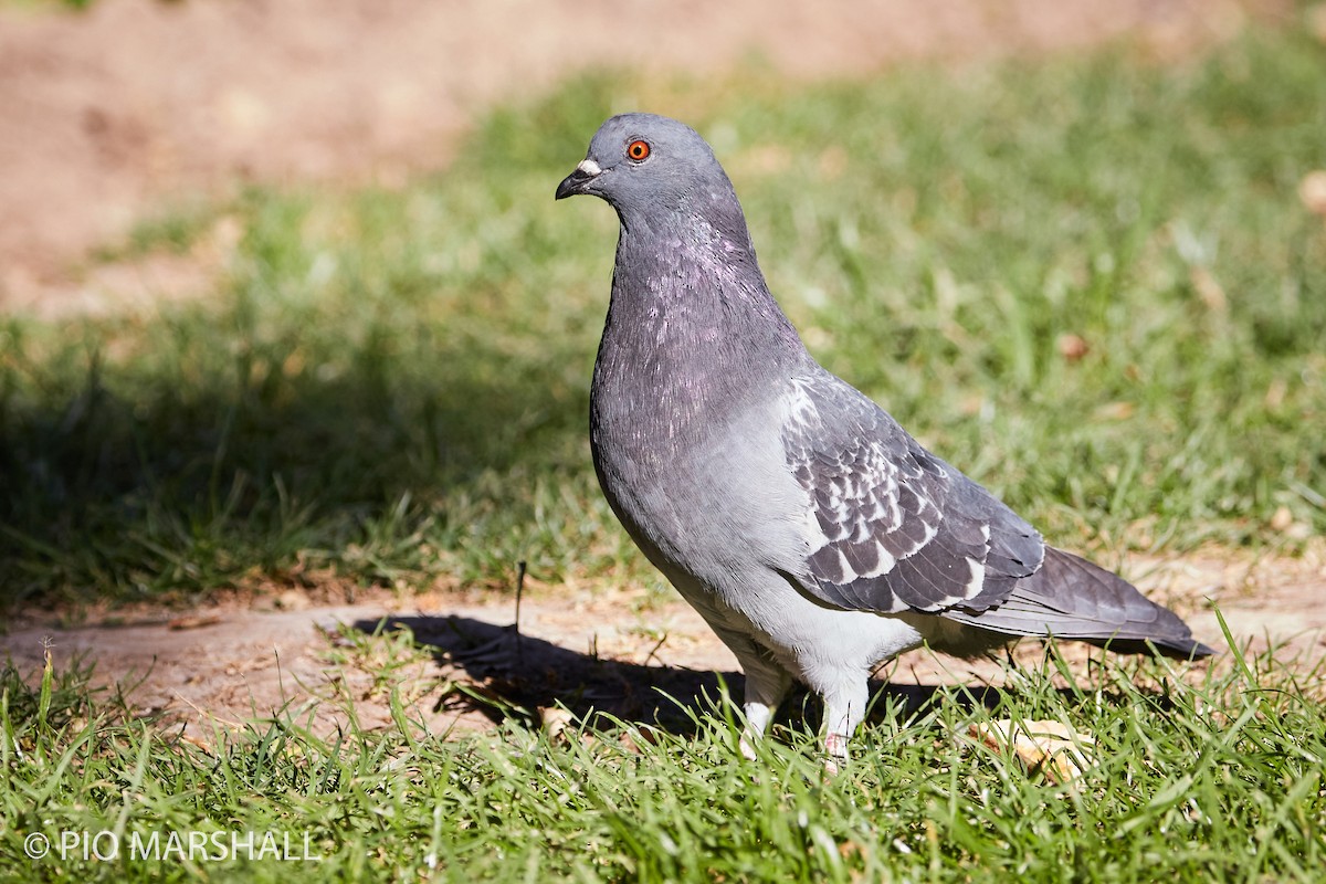 Rock Pigeon (Feral Pigeon) - ML260306781