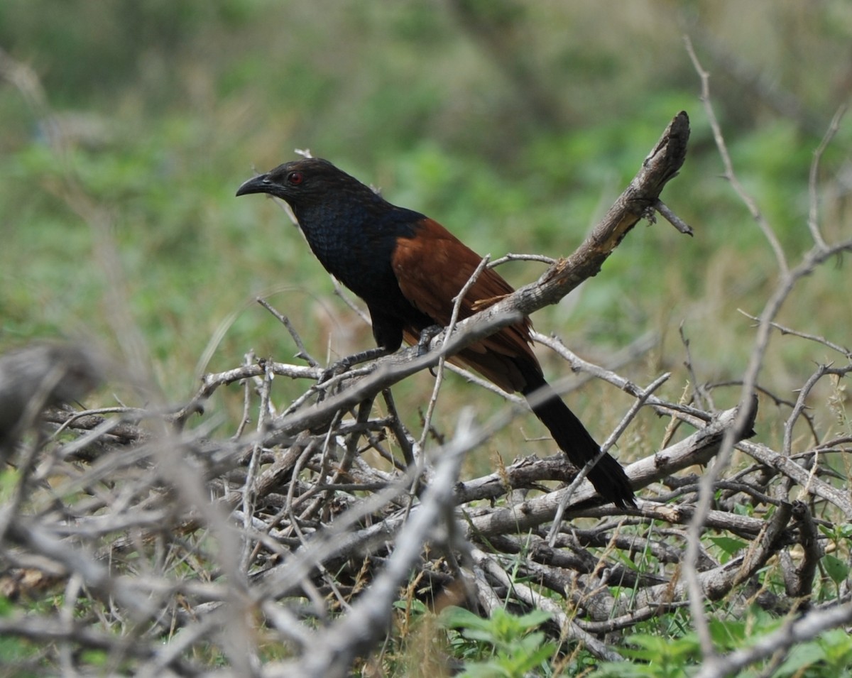 Greater Coucal - ML260307851