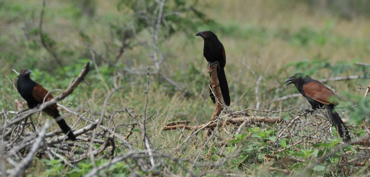 Greater Coucal - ML260307921