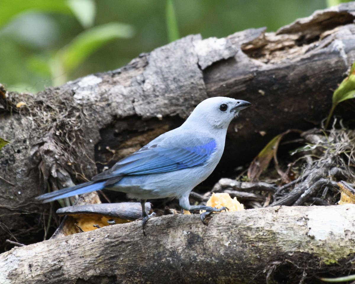 Blue-gray Tanager (Blue-gray) - ML260308991