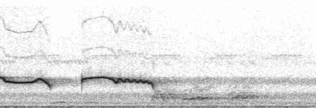 Дрімлюга гірський (підвид poliocephalus) - ML26031