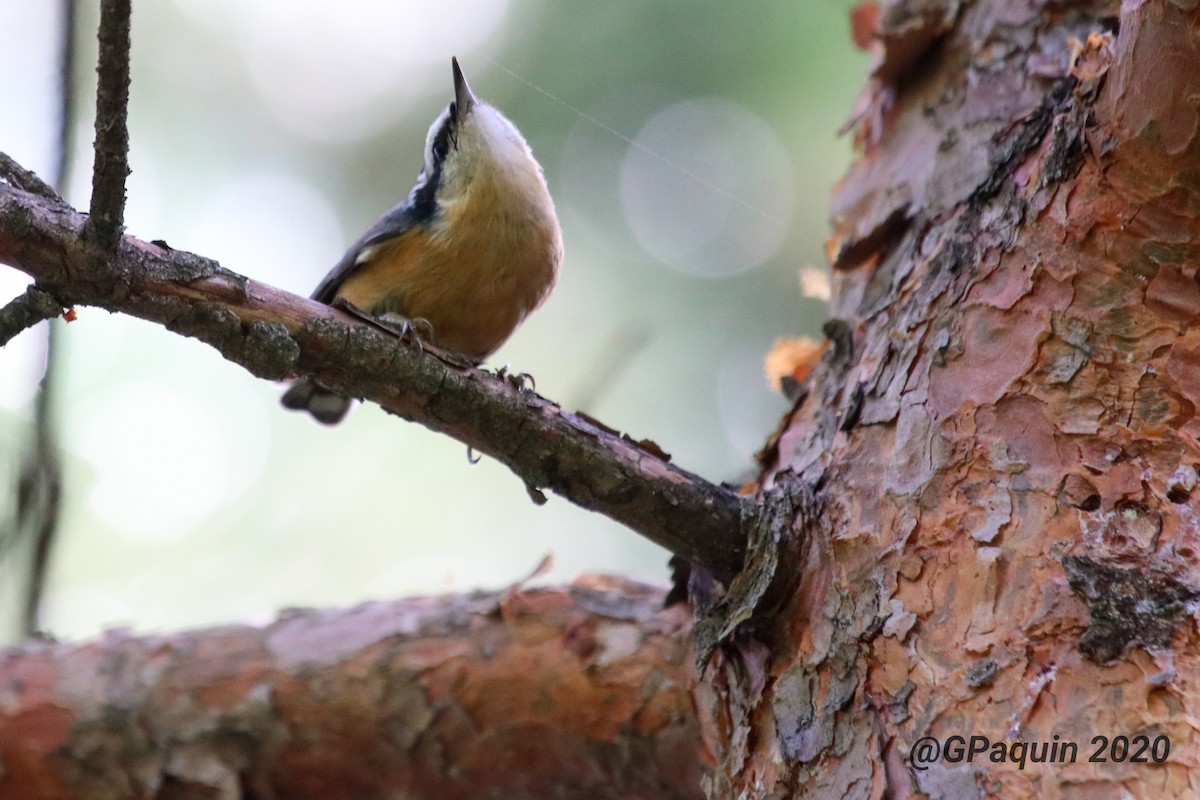 Red-breasted Nuthatch - Guy Paquin