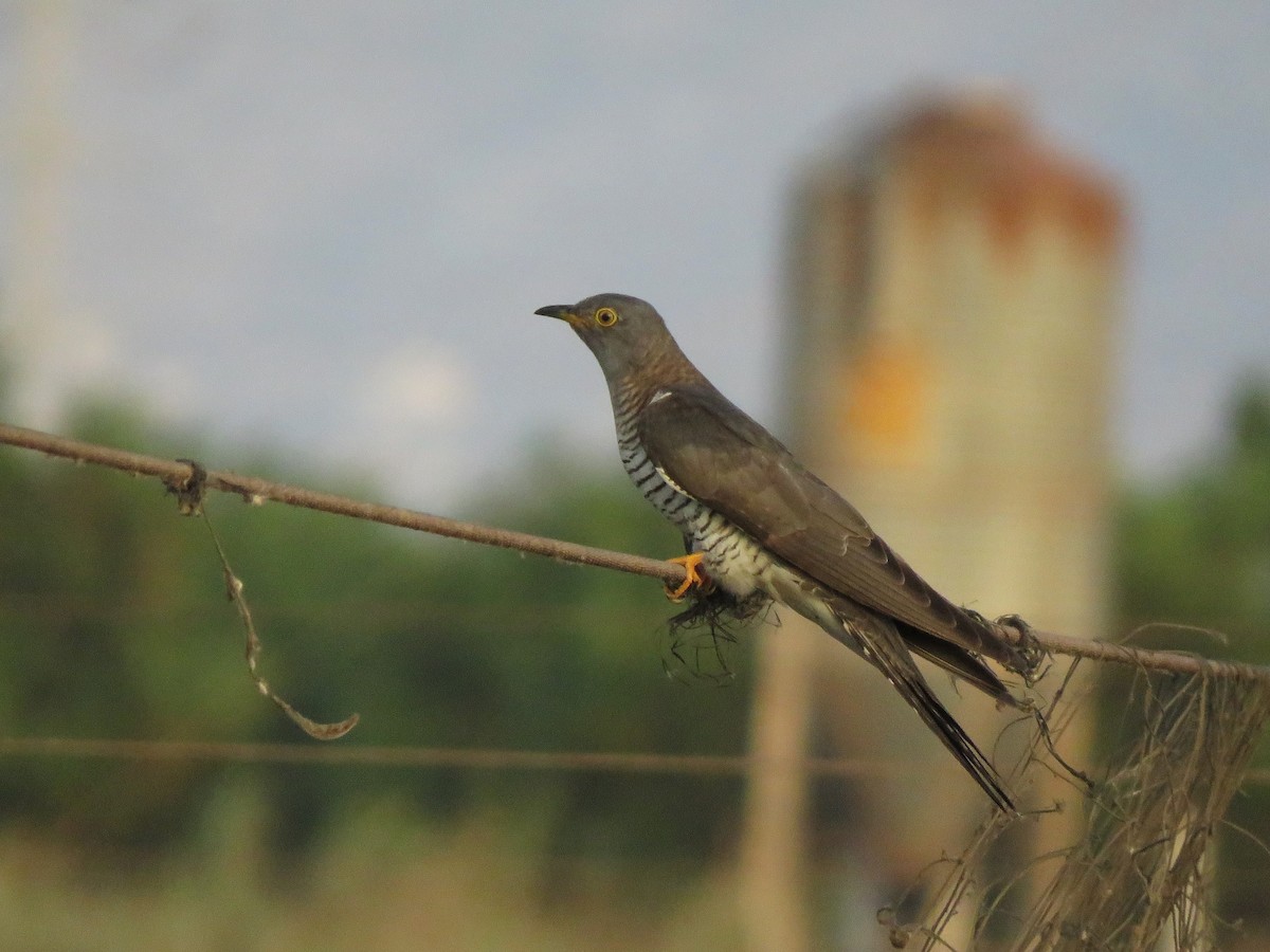 Common Cuckoo - Daniel Melamed