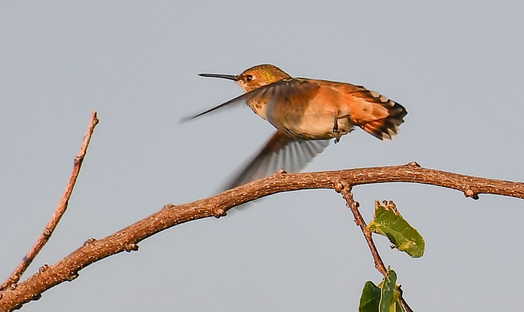 Rufous Hummingbird - ML260314341
