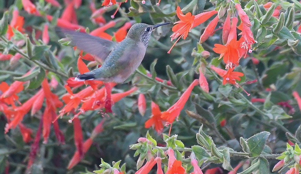 Calliope Hummingbird - Libby Burtner