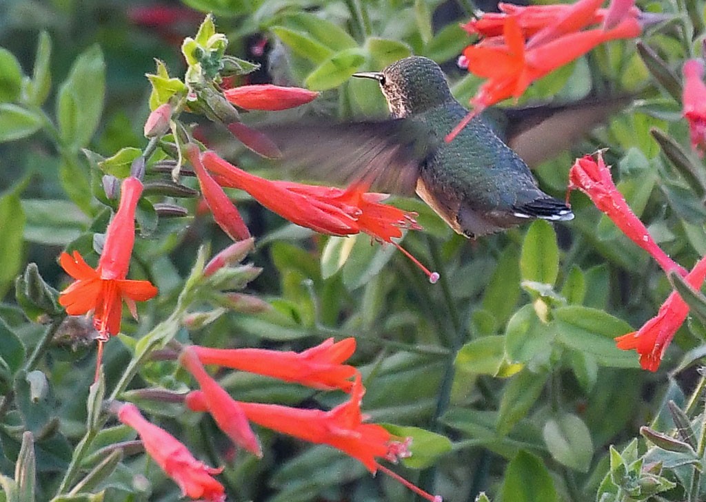 Calliope Hummingbird - ML260314441