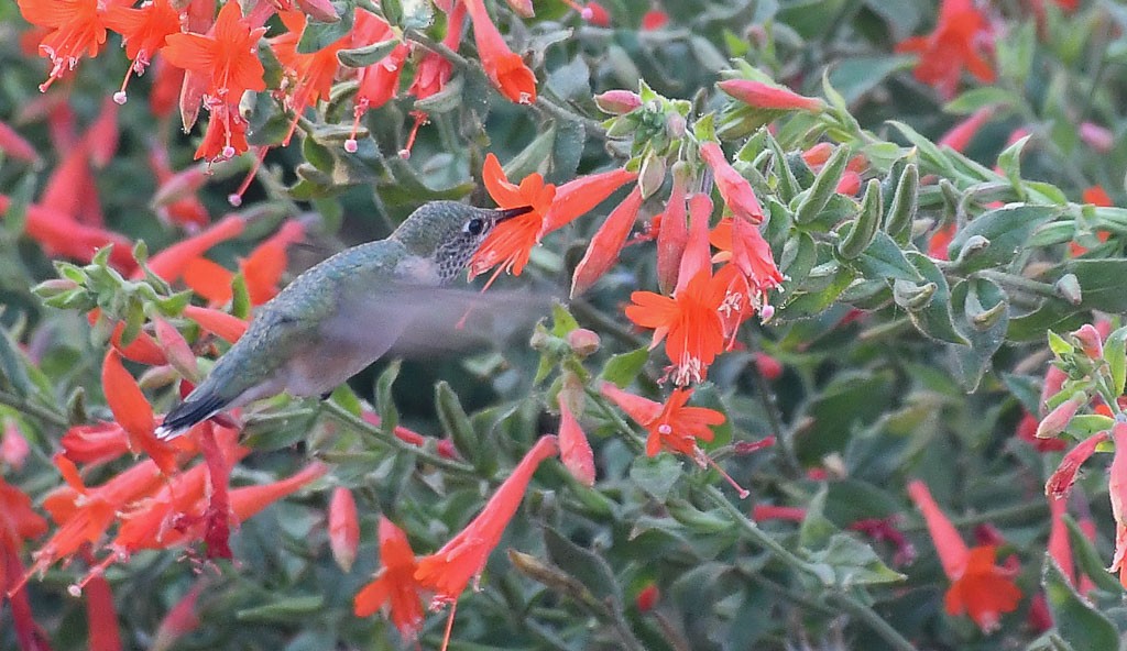 Calliope Hummingbird - ML260314451