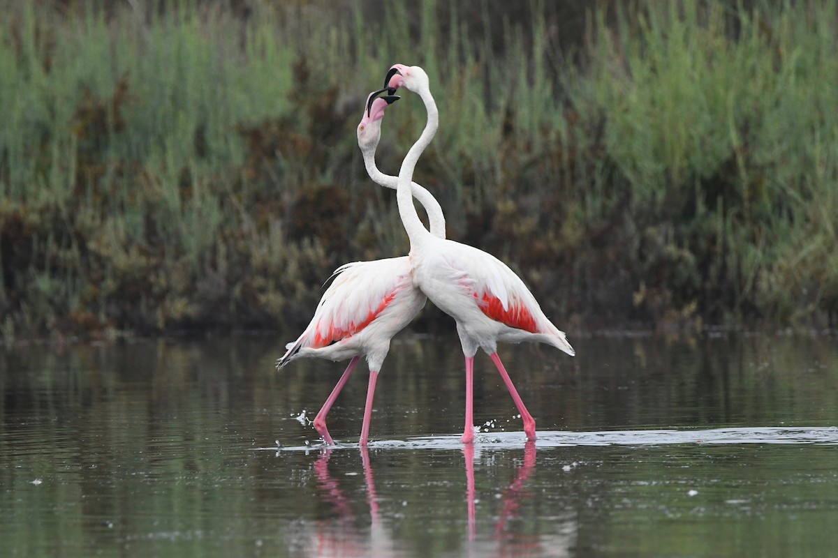 Greater Flamingo - ML260314621