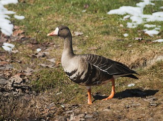 Greater White-fronted Goose, ML26031591