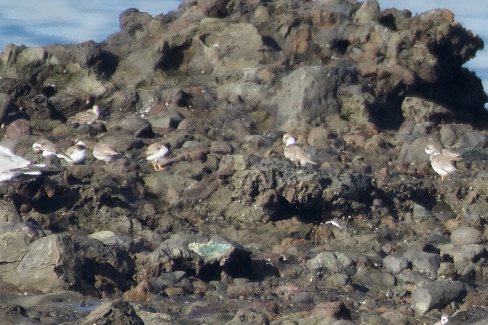 Semipalmated Plover - ML260317131