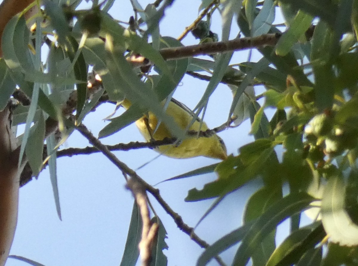 Western Tanager - ML260318311