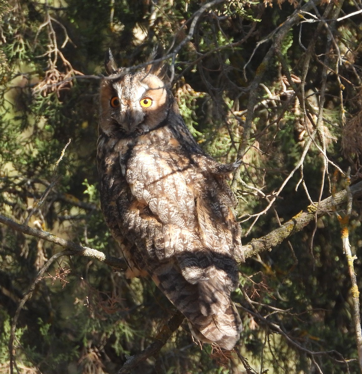 Long-eared Owl - ML260322101