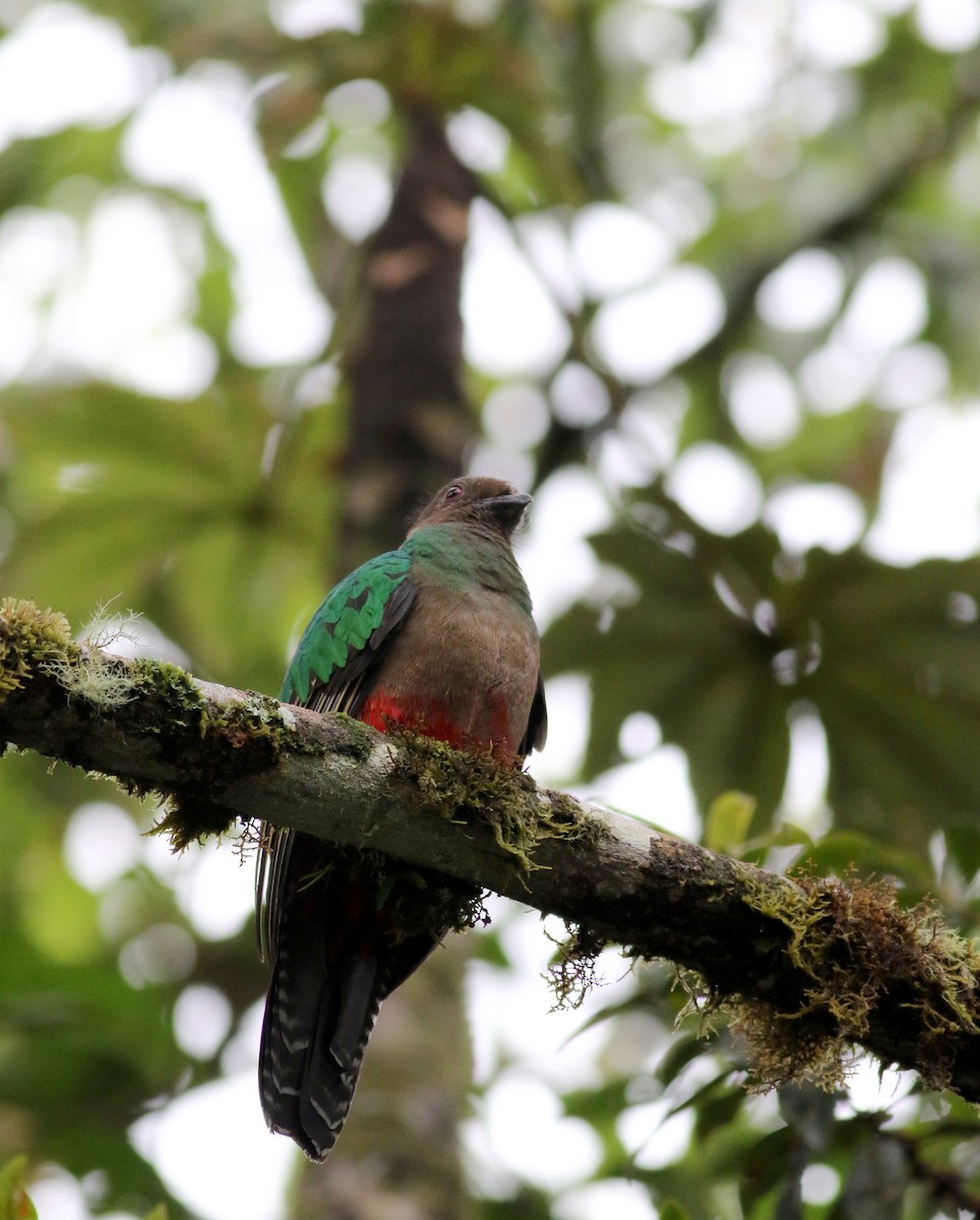 Crested Quetzal - ML26032391