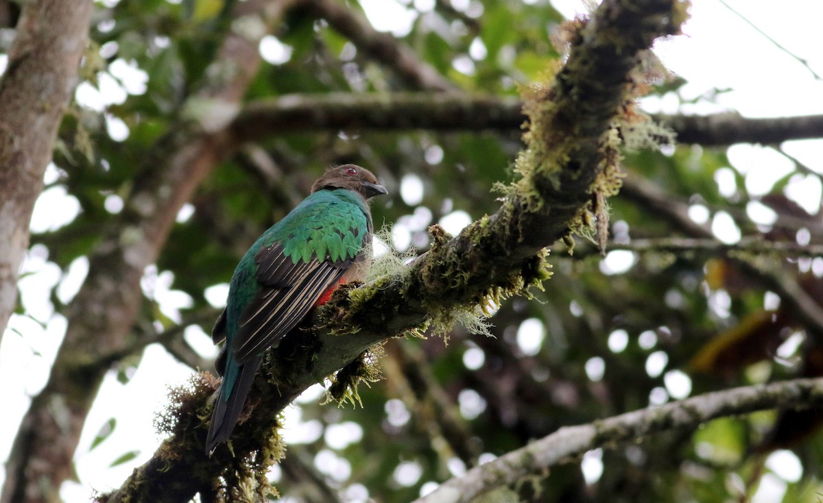 Crested Quetzal - ML26032401