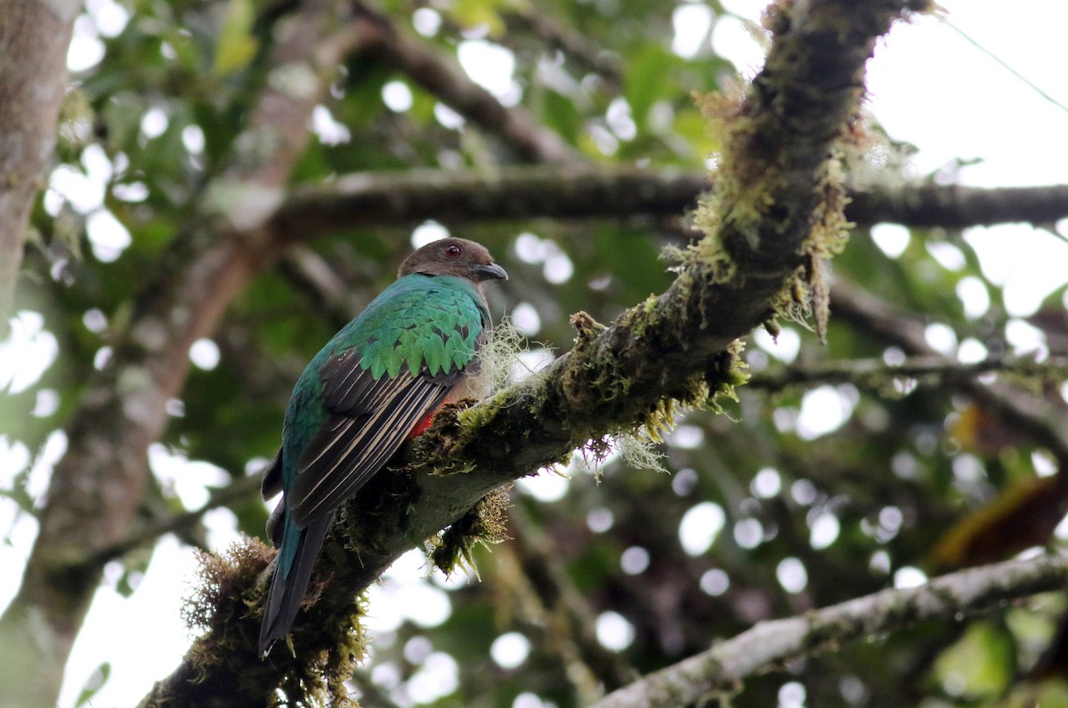 Crested Quetzal - ML26032411