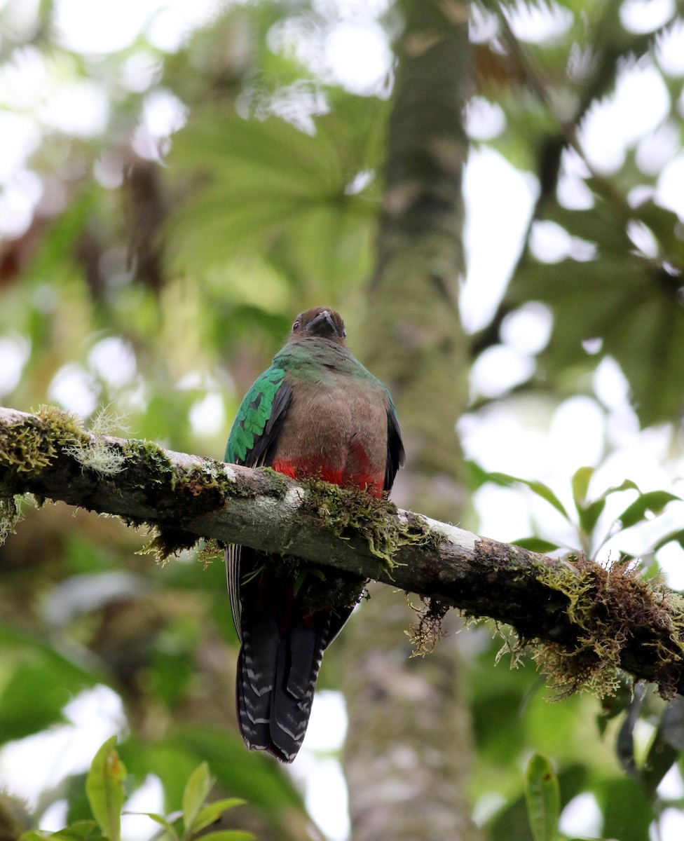 Crested Quetzal - ML26032451