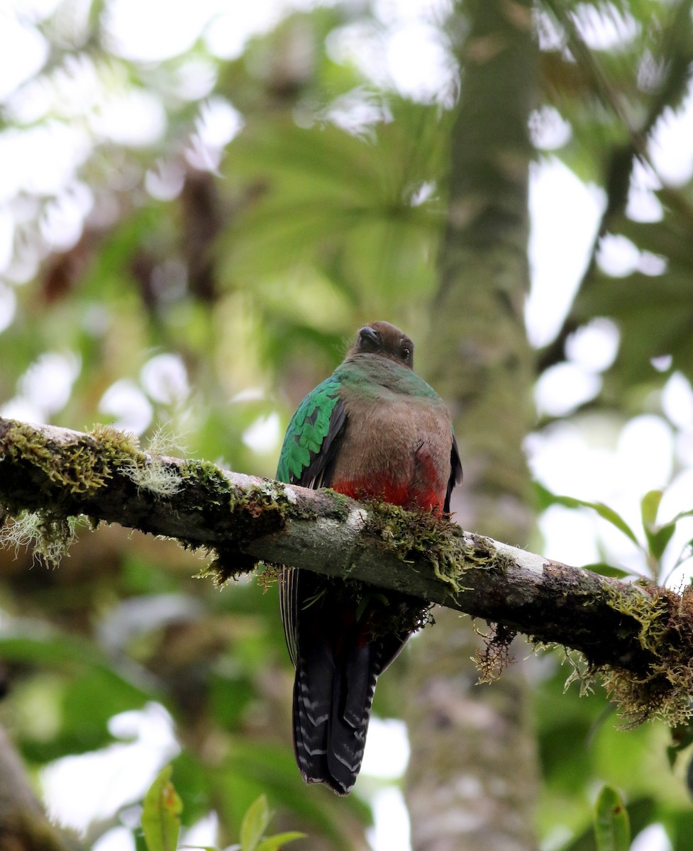 Crested Quetzal - ML26032471