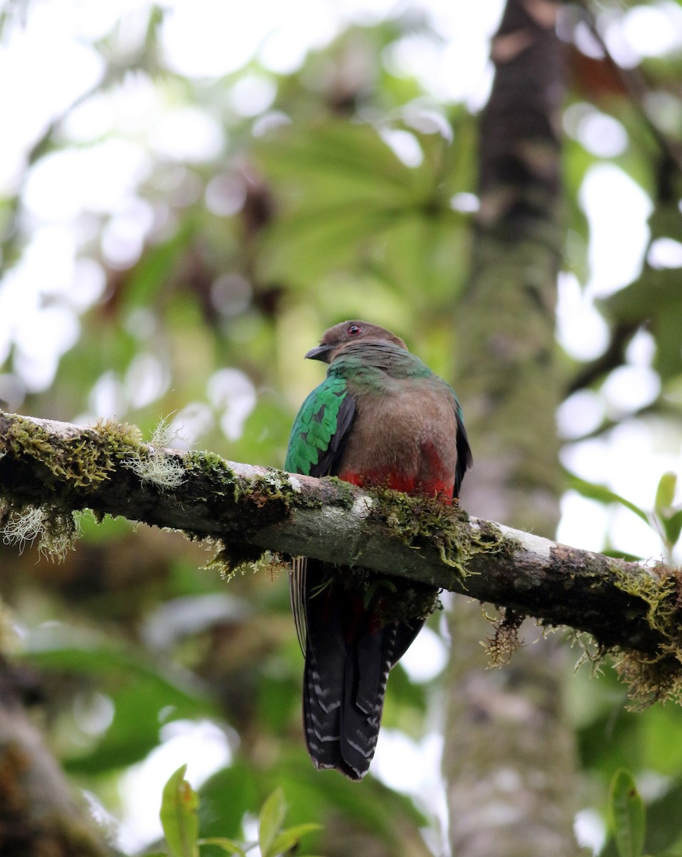Crested Quetzal - ML26032481