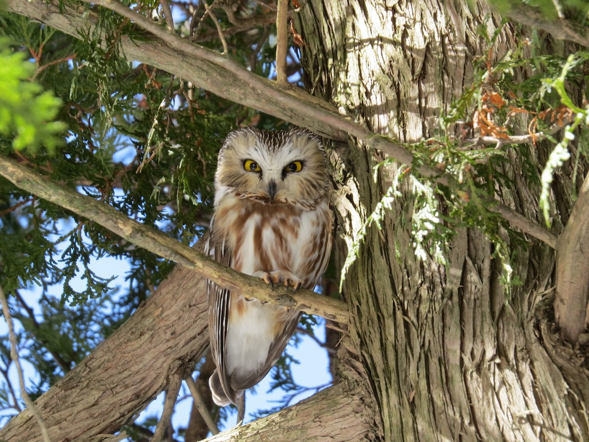 Northern Saw-whet Owl - Michael Butler