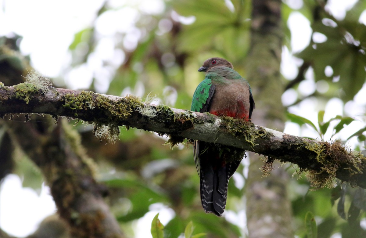 Crested Quetzal - ML26032611