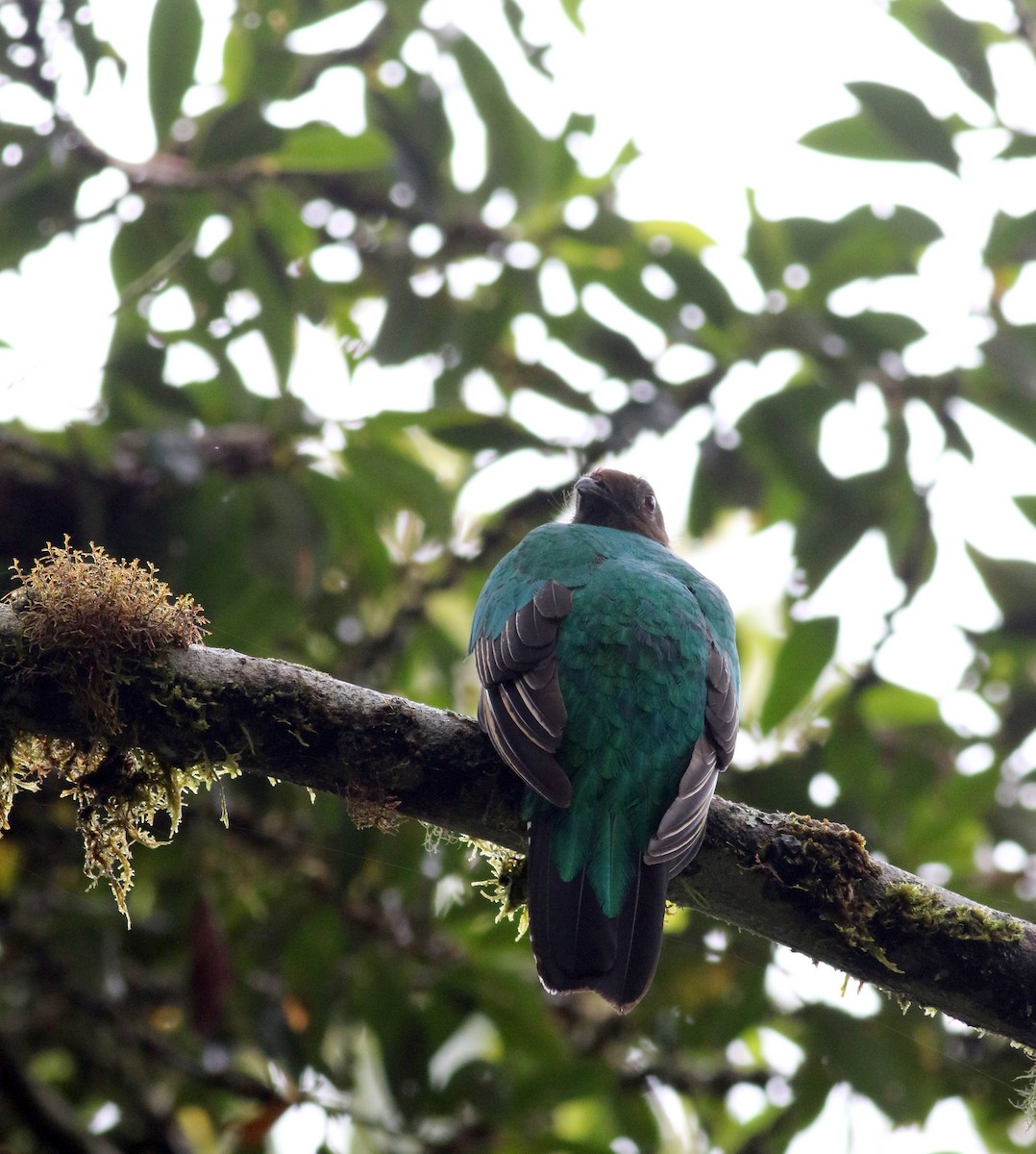Crested Quetzal - ML26032641