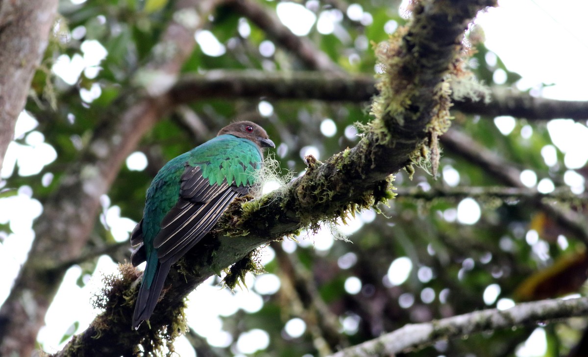 Crested Quetzal - ML26032651