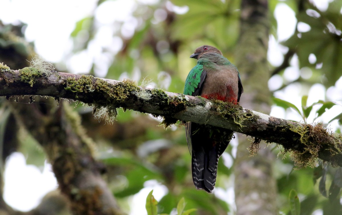 Crested Quetzal - ML26032661