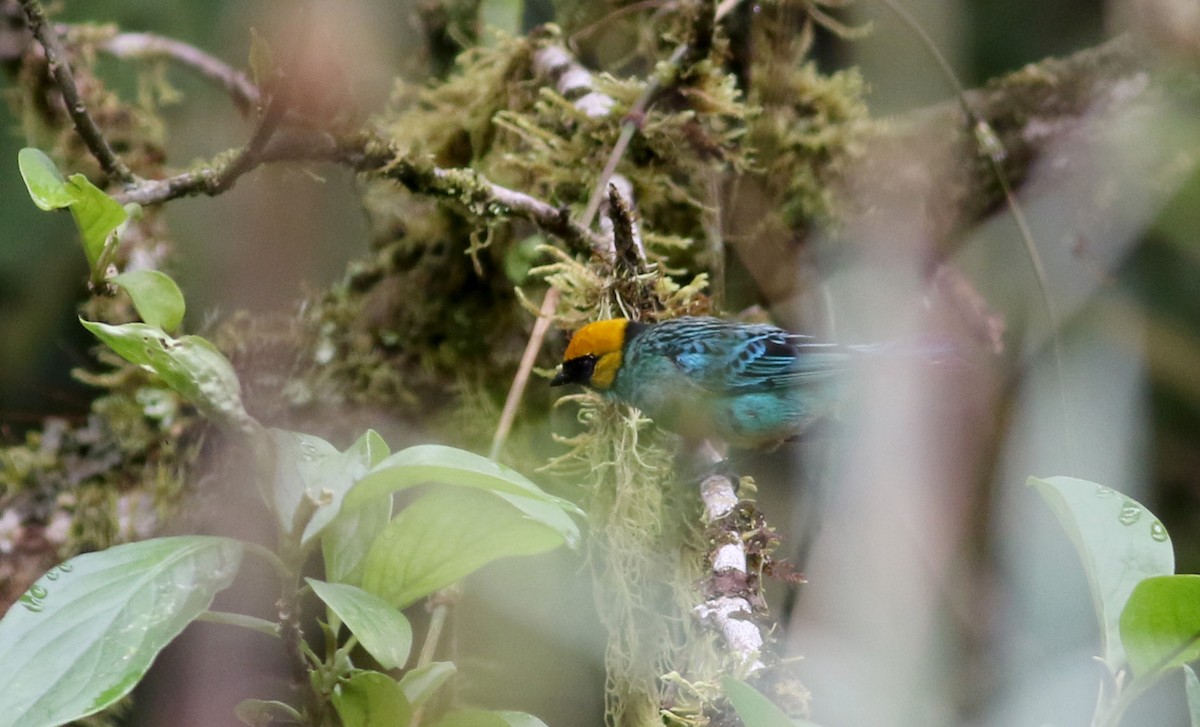 Saffron-crowned Tanager - ML26032861