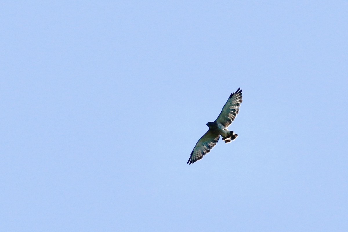 Broad-winged Hawk - ML260329271