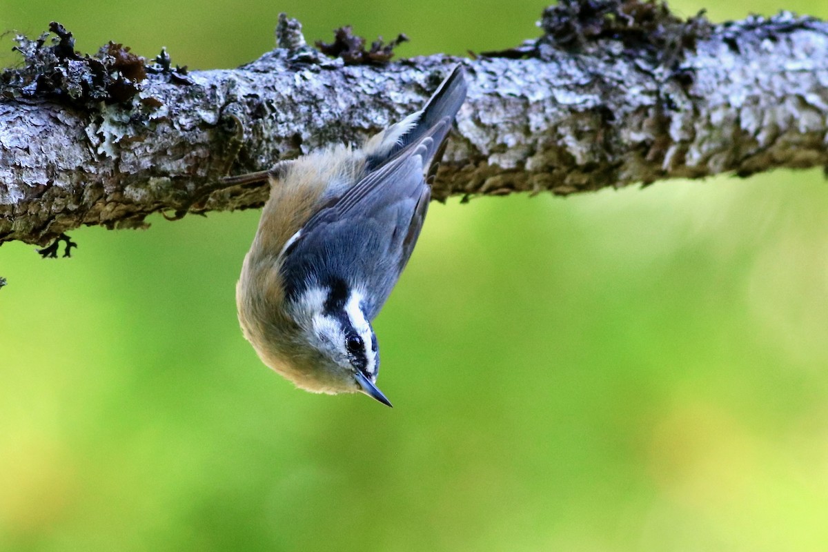 Red-breasted Nuthatch - ML260329431