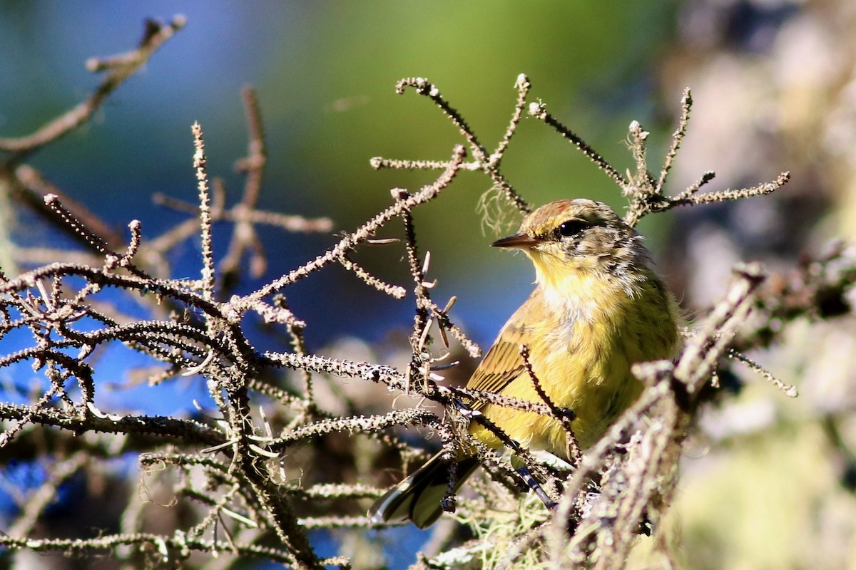Palm Warbler (Yellow) - George Forsyth