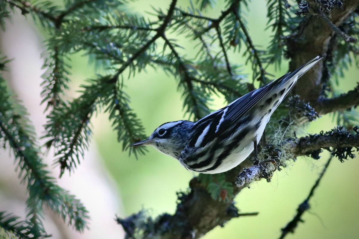 Black-and-white Warbler - ML260330041