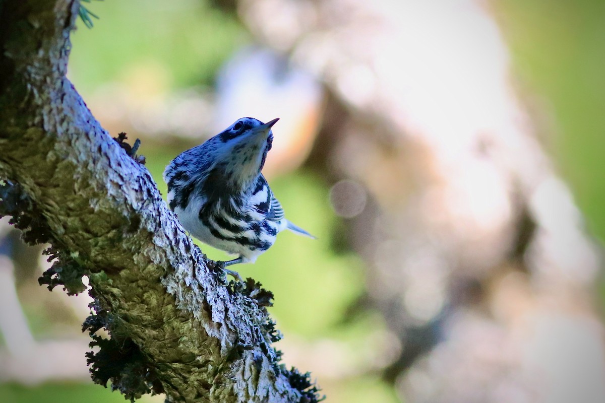 Black-and-white Warbler - ML260330101