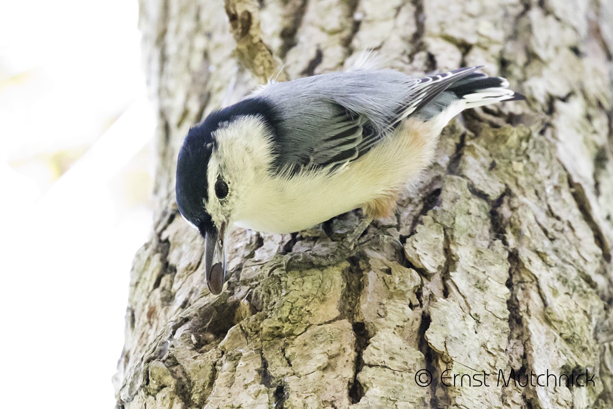 White-breasted Nuthatch - Ernst Mutchnick