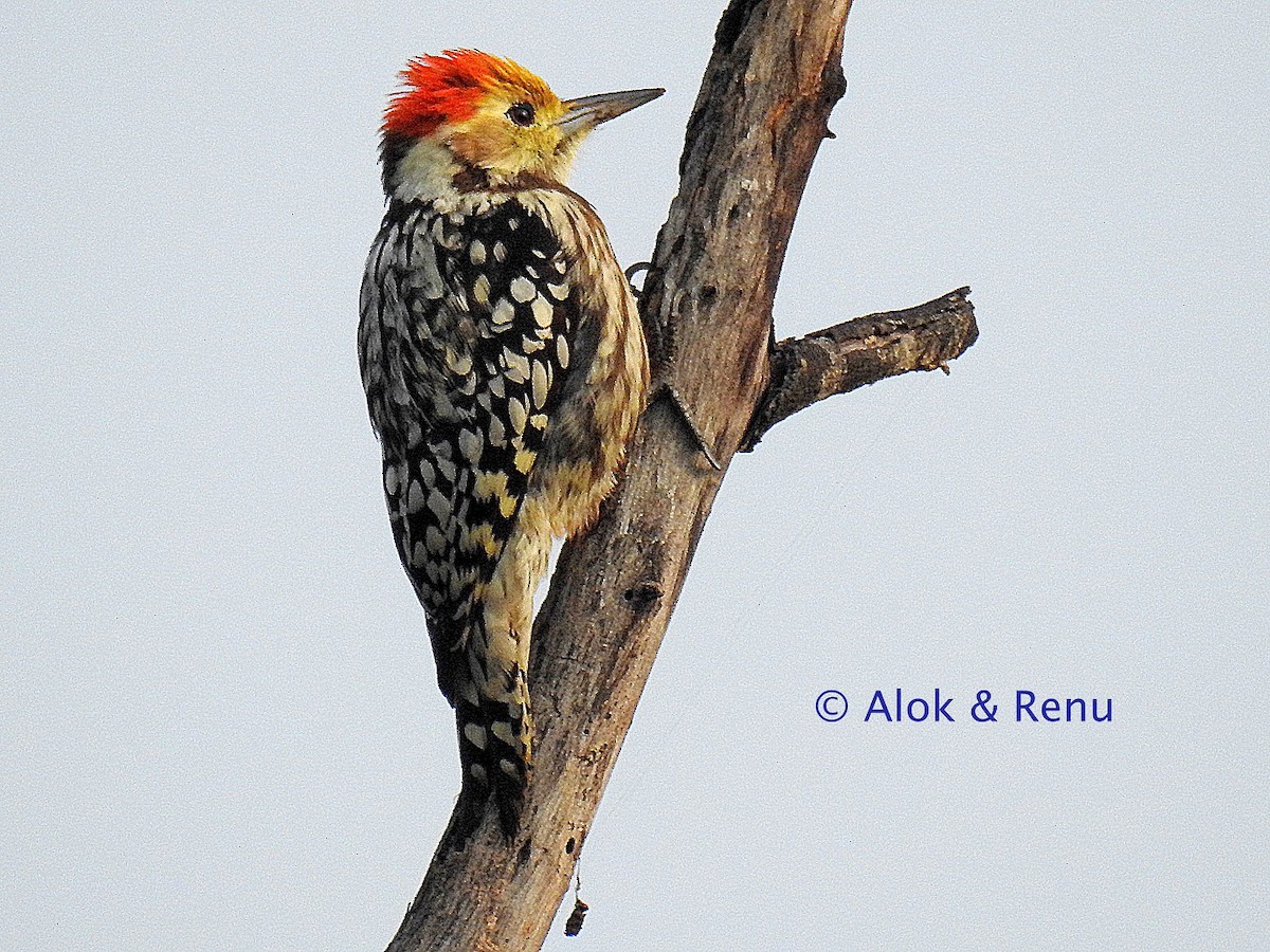 Yellow-crowned Woodpecker - ML260331361