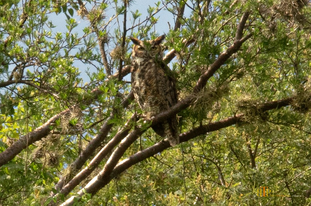 Great Horned Owl - ML260331731