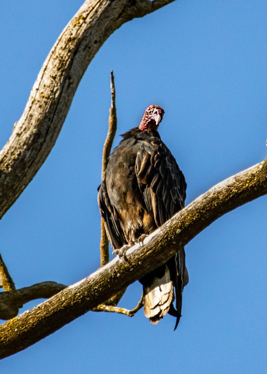 Turkey Vulture - Kathleen Crawford