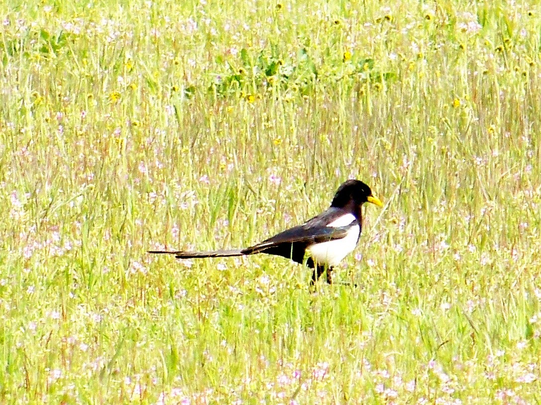 Yellow-billed Magpie - Zachary Perry
