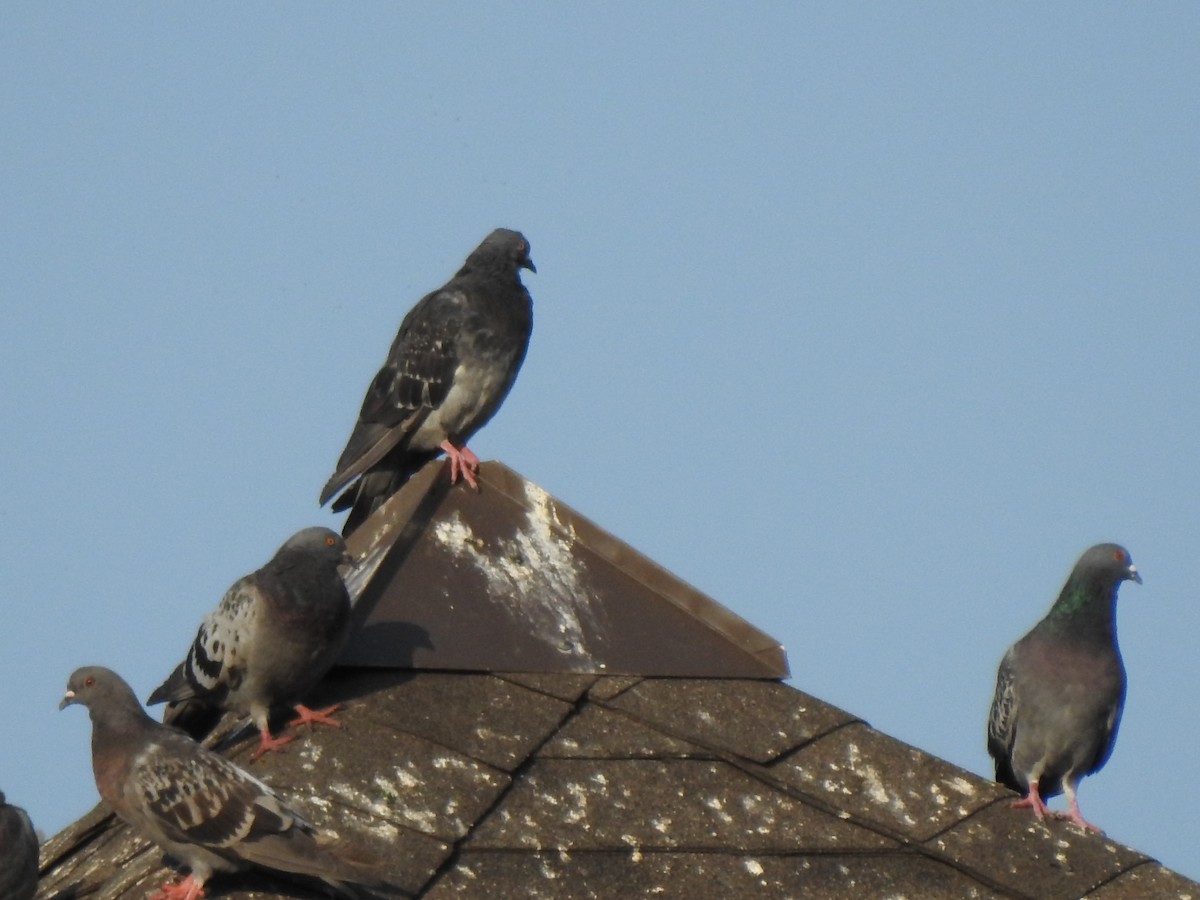 Rock Pigeon (Feral Pigeon) - ML260350211
