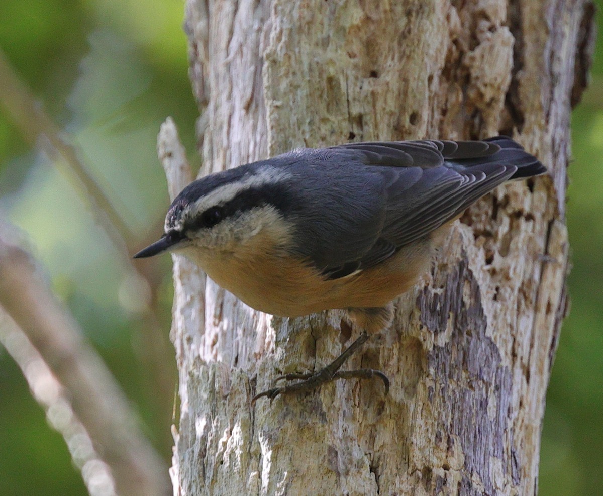 Red-breasted Nuthatch - Henry Zimberlin