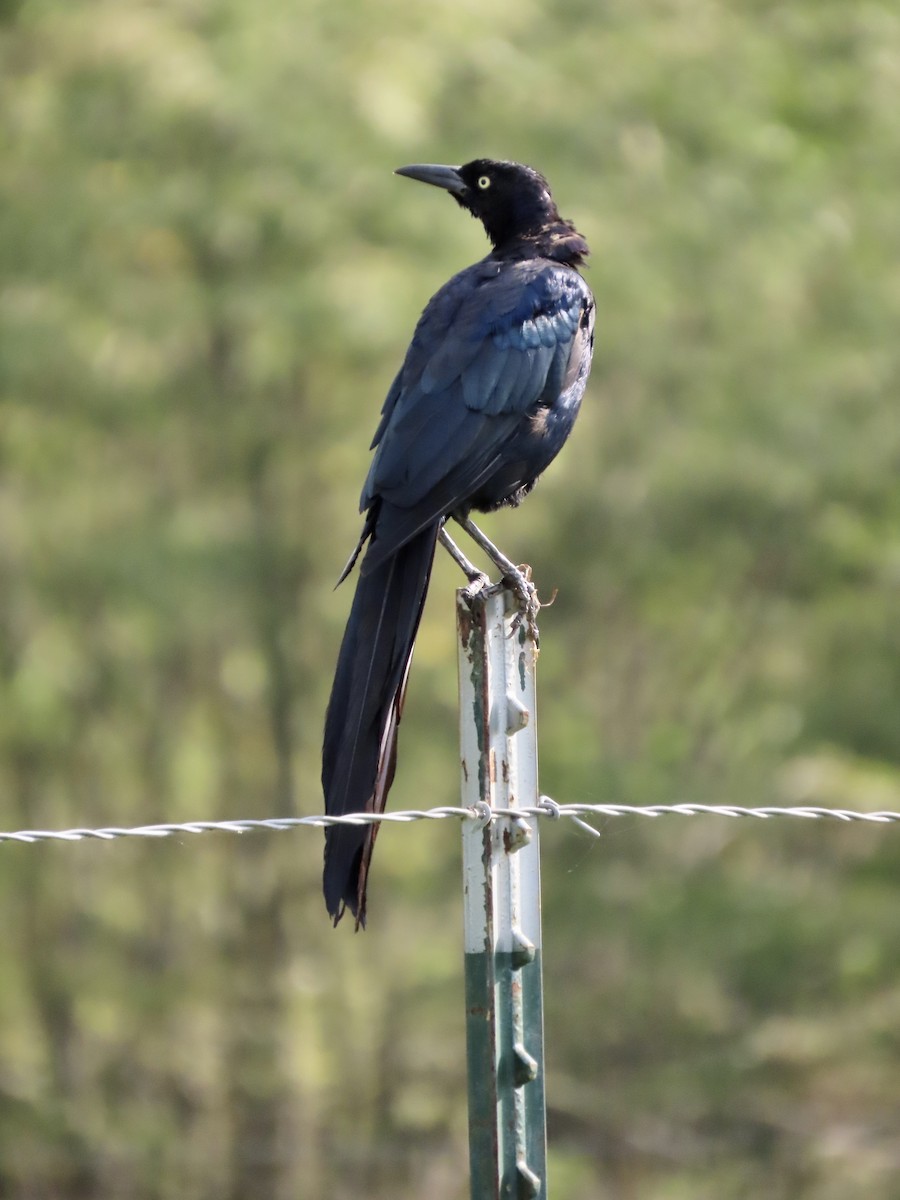 Great-tailed Grackle - ML260358921